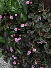 Persicaria capitata
