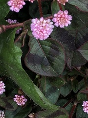 Persicaria capitata