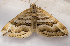 Asaphodes cataphracta