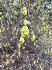 Corylopsis