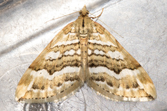 Asaphodes cataphracta