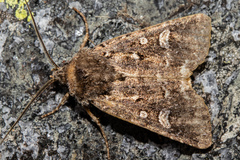 Ichneutica lithias