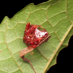 Verrucosa meridionalis