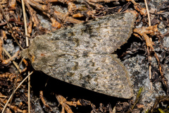 Ichneutica virescens