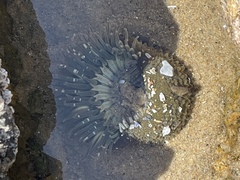 Anthopleura sola