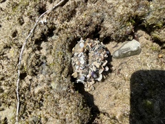 Anthopleura sola