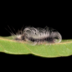 Apistosia judas