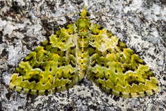 Pasiphila melochlora