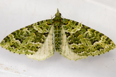 Pasiphila melochlora