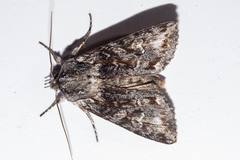 Physetica longstaffi