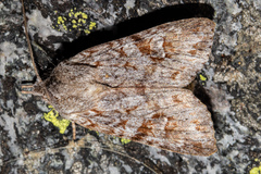 Physetica longstaffi