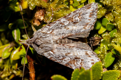 Physetica longstaffi