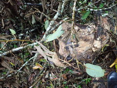 Ficus pumila awkeotsang