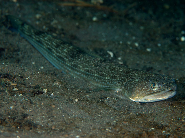 Slender Lizardfish