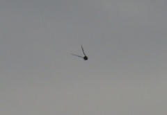 Lymnocryptes minimus