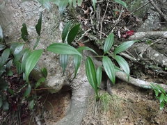 Cinnamomum subavenium