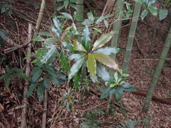 Machilus japonica