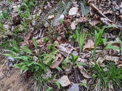 Iris verna