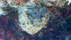 Irciniidae