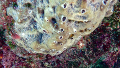 Irciniidae