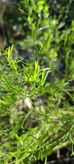 Baccharis angustifolia