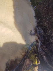 Bunodosoma cavernatum