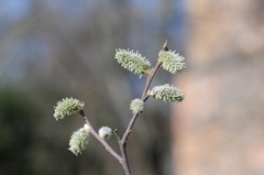 Salix caprea