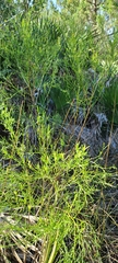Baccharis angustifolia