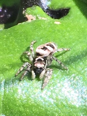 Salticus scenicus