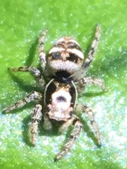 Salticus scenicus