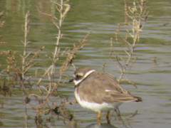Charadrius hiaticula