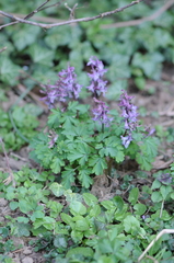Corydalis cava