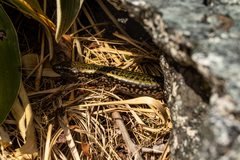 Sinbad Skink photo 2