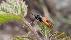 Arge cyanocrocea