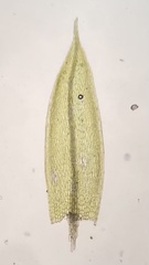 Pohlia bulbifera