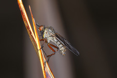 Empis barbatoides