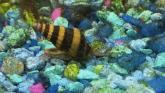 Anentome helena