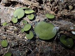 Chlorencoelia versiformis