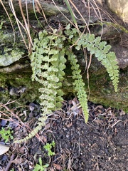 Asplenium incisum