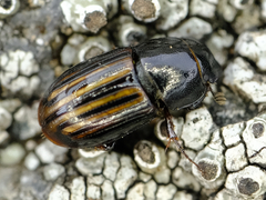 Liothorax alternatus