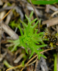 Triphysaria versicolor versicolor