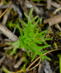 Triphysaria versicolor versicolor