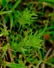 Triphysaria versicolor versicolor