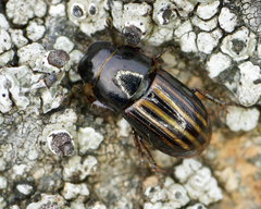 Liothorax alternatus