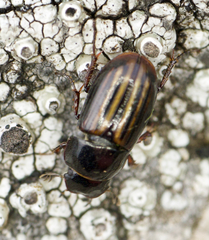 Liothorax alternatus