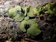 Chlorencoelia versiformis