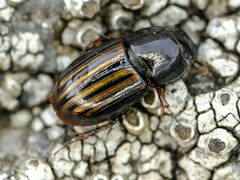 Liothorax alternatus