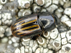 Liothorax alternatus