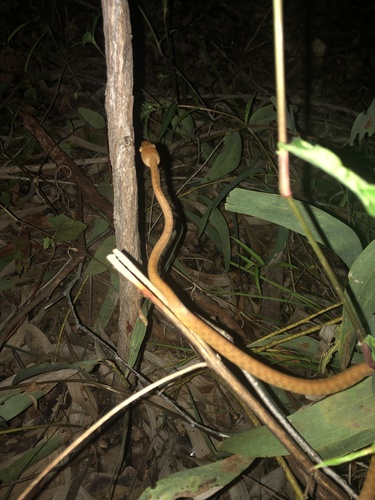 Brown Tree Snake sighting