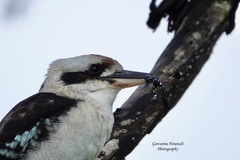 Pseudophryne bibronii